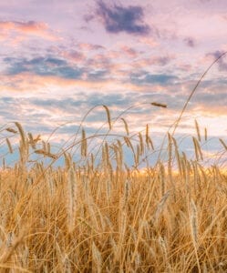 Wheat filed